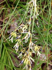 Juncus squarrosus