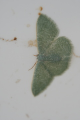 Phaiogramma