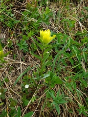 Castilleja unalaschcensis
