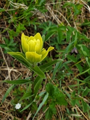 Castilleja unalaschcensis