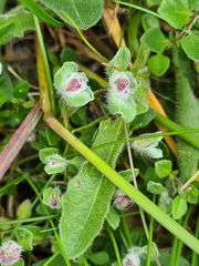 Aceria thomasi