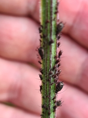 Uroleucon jaceae