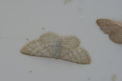 Scopula minorata