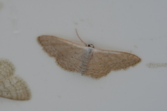 Scopula minorata