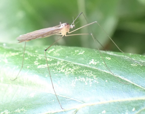 Pilaria discicollis