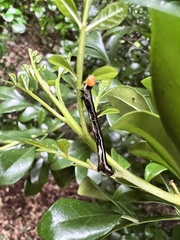 Catoria sublavaria