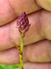 Anacamptis pyramidalis