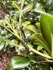 Catoria sublavaria
