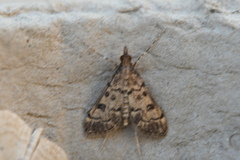 Dolicharthria bruguieralis