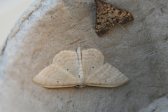 Idaea consanguinaria