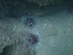 Astropyga pulvinata