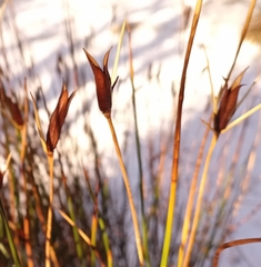 Marsippospermum grandiflorum