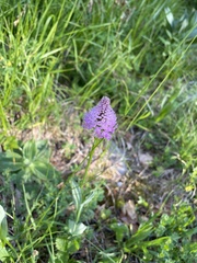 Traunsteinera globosa