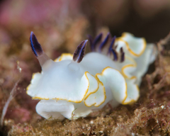 Ardeadoris scottjohnsoni