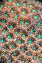 Leptastrea transversa