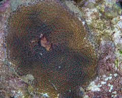 Leptastrea transversa