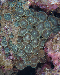 Palythoa heliodiscus