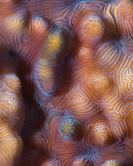 Leptoseris incrustans