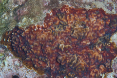 Leptoseris incrustans