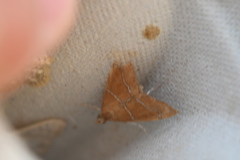 Prochoristis crudalis