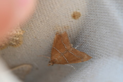 Prochoristis crudalis