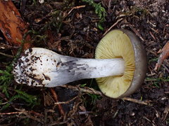 Entoloma mathinnae