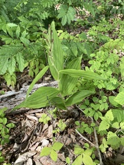 Cephalanthera falcata