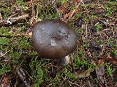 Entoloma mathinnae