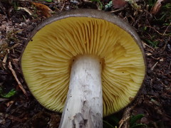 Entoloma mathinnae
