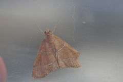 Prochoristis crudalis