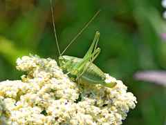 Poecilimon macedonicus