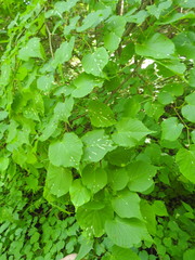 Eriophyes tiliaenervalis