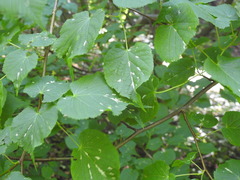 Eriophyes tiliaenervalis