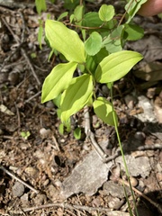 Disporum smilacinum