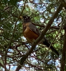 Turdus migratorius