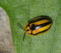 Physonota disjuncta