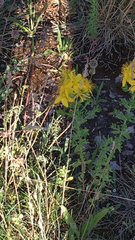 Hypericum perforatum