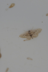 Idaea intermedia