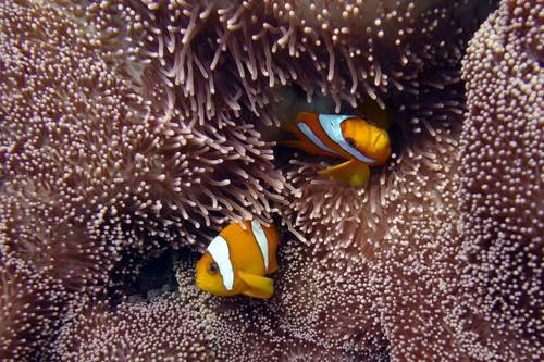 Black clown (Amphiprion clarkii) — Pomacentridae
