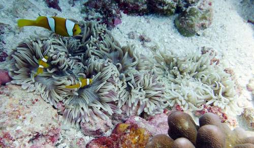 Photo of Clark's anemonefish (Amphiprion clarkii)