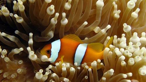 Photo of Clark's anemonefish (Amphiprion clarkii)