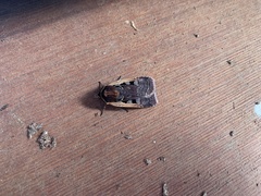 Parabagrotis exsertistigma