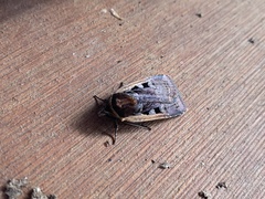 Parabagrotis exsertistigma