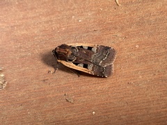 Parabagrotis exsertistigma