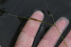 Potamogeton trichoides