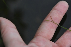 Potamogeton trichoides