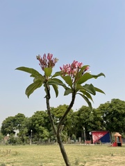 Plumeria rubra