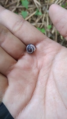 Landouria menorehensis