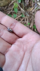 Landouria menorehensis
