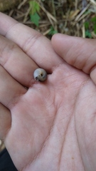 Landouria menorehensis